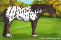 Horse Color:Liver Chestnut Appaloosa 