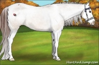 Horse Color:Bay Dun Splash Appaloosa 