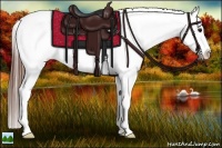 Horse Color:White Spotted Brown Splash Appaloosa 