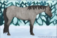 Horse Color:Smoky Grullo Roan 