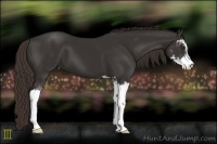 Horse Color:Liver Chestnut Sabino 
