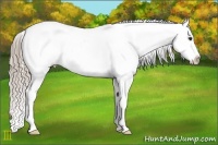 Horse Color:Chocolate Palomino Frame Appaloosa 