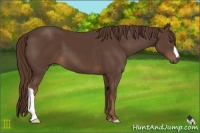 Horse Color:Liver Chestnut 
