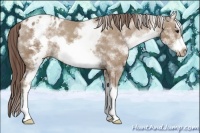 Horse Color:White Spotted Classic Champagne Splash Frame Appaloosa