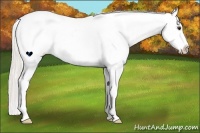Horse Color:White Spotted Silver Buckskin Splash Varnish 