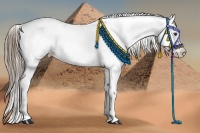 Horse Color:Liver Red Dun Sabino Appaloosa