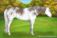 Horse Color:White Spotted Silver Black Sabino Splash