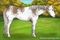 Horse Color:White Spotted Silver Brown Dun Sabino