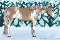 Horse Color:White Spotted Silver Grullo