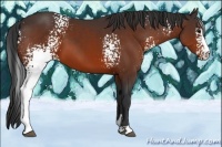 Horse Color:White Spotted Bay Sabino 