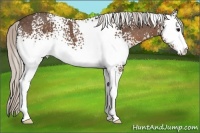 Horse Color:White Spotted Silver Black Sabino 