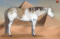 Horse Color:White Spotted Liver Red Dun Ice Sabino Splash 