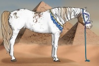 Horse Color:White Spotted Liver Chestnut Splash Appaloosa 