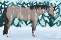 Horse Color:Grullo Ice Sabino