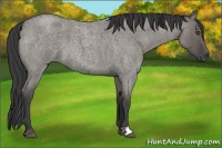 Horse Color:Smoky Grullo Roan