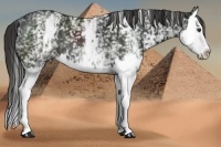 Horse Color:White Spotted Liver Chestnut Splash 