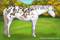 Horse Color:Buckskin Ice Appaloosa