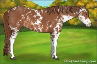 Horse Color:Chestnut Sabino