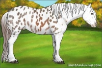 Horse Color:Bay Ice Appaloosa