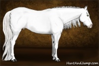 Horse Color:Silver Classic Champagne Roan Dun Sabino Splash Frame Appaloosa 