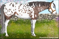 Horse Color:Bay Roan Splash Appaloosa