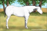 Horse Color:Liver Chestnut Splash Appaloosa 