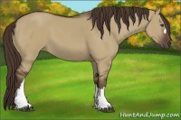 Horse Color:Liver Red Dun 