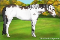 Horse Color:White Spotted Brown Sabino Frame 