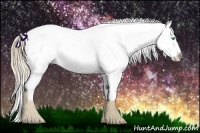 Horse Color:Perlino Appaloosa 