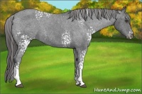 Horse Color:White Spotted Black Appaloosa