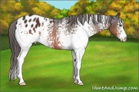 Horse Color:White Spotted Brown Appaloosa 