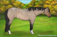 Horse Color:Bay Roan Dun 