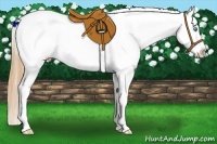 Horse Color:Amber Champagne Pearl Dun Tobiano Appaloosa