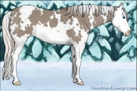 Horse Color:White Spotted Silver Grullo Splash 