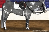 Horse Color:White Spotted Black Splash