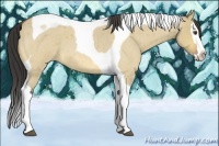 Horse Color:Buckskin Roan Dun Splash Tobiano 