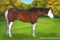 Horse Color:Unknown 