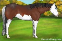 Horse Color:Bay Splash 