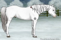 Horse Color:Black Snowflake Varnish