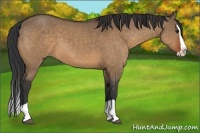 Horse Color:Bay Dun Splash 