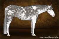 Horse Color:Grullo Sabino