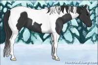 Horse Color:Black Tobiano 