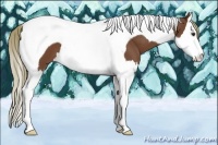Horse Color:Chestnut Splash Tobiano
