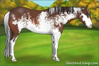 Horse Color:White Spotted Bay Roan Splash Frame