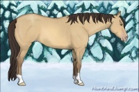 Horse Color:Amber Champagne Dun 