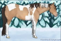 Horse Color:Amber Champagne Roan Tobiano