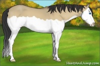 Horse Color:Buckskin Dun Splash