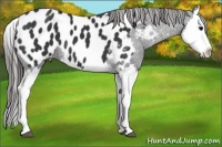 Horse Color:Black Splash Appaloosa 