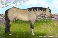 Horse Color:Brown Dun 