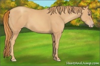 Horse Color:Gold Champagne